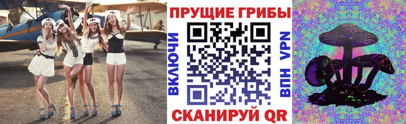 закладки  Купино  Псилоцибиновые грибы Psilocybe 
